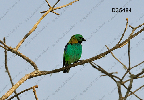 Green-headed Tanager (Tangara seledon)